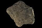 Fossil Triceratops Skull Bone Section - North Dakota #117623-2
